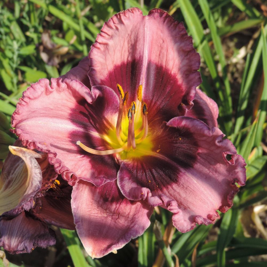 Plantes Vivaces HEMEROCALLIS 'Macbeth' - Hémérocalle en vente - Pépinière Lepage .