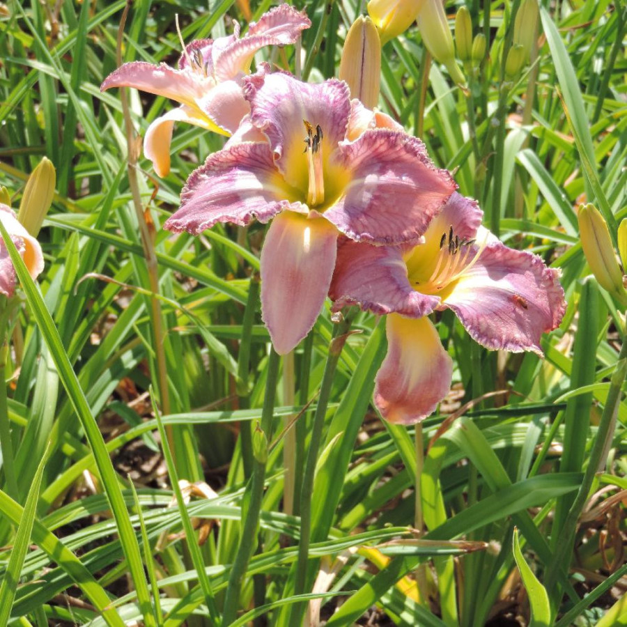 Plantes Vivaces HEMEROCALLIS 'Mildred Mitchell' - Hémérocalle en vente - Lis d'un jour en vente - Pépinière Lepage .
