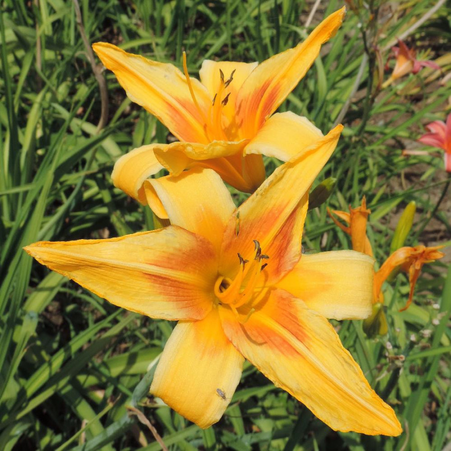 Plantes Vivaces HEMEROCALLIS 'Nashville' - Hémérocalle en vente - Lis d'un jour en vente - Pépinière Lepage .