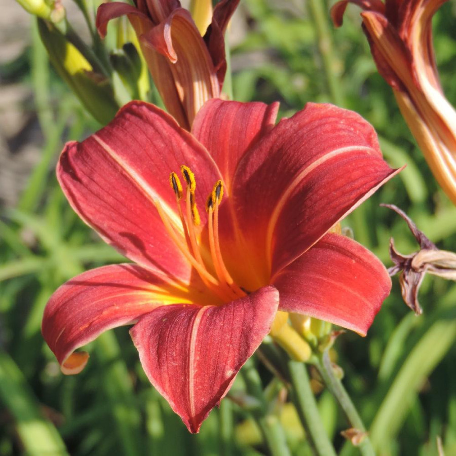 Plantes Vivaces HEMEROCALLIS 'Neyron Rose' - Hémérocalle en vente - Lis d'un jour en vente - Pépinière Lepage .