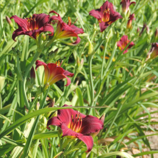 Plantes Vivaces HEMEROCALLIS 'Pardon Me' - Hémérocalle en vente - Lis d'un jour en vente - Pépinière Lepage .
