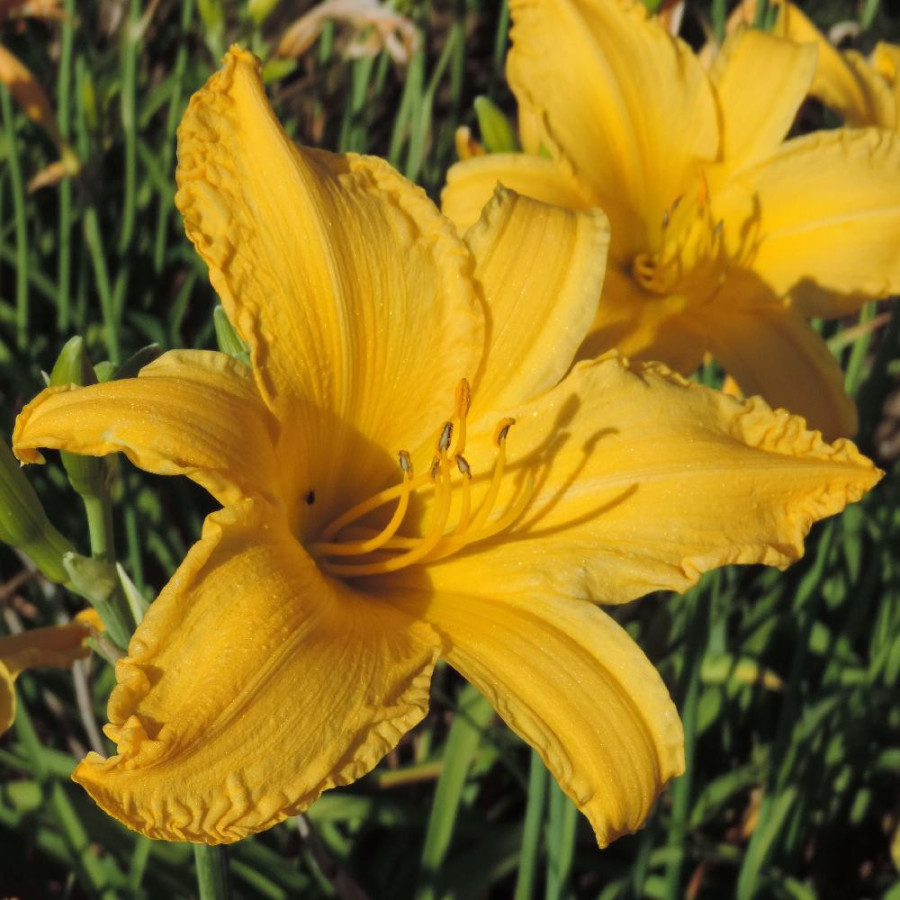 Plantes Vivaces HEMEROCALLIS 'President Rice' - Hémérocalle en vente - Lis d'un jour en vente - Pépinière Lepage .