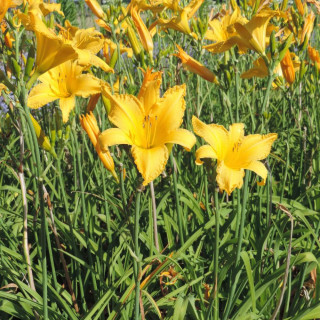 Plantes Vivaces HEMEROCALLIS 'President Rice' - Hémérocalle en vente - Lis d'un jour en vente - Pépinière Lepage .
