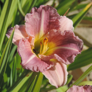 HEMEROCALLIS 'Romantic Rose'
