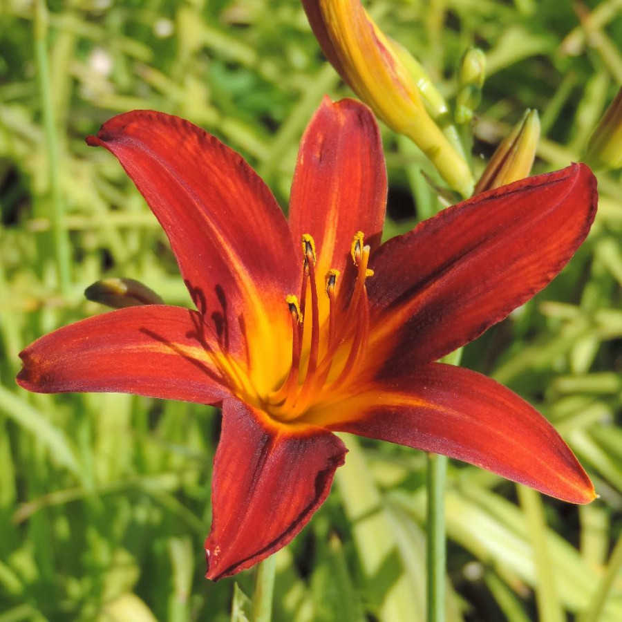 Plantes Vivaces HEMEROCALLIS 'Sammy Russell' - Hémérocalle en vente - Lis d'un jour en vente - Pépinière Lepage .