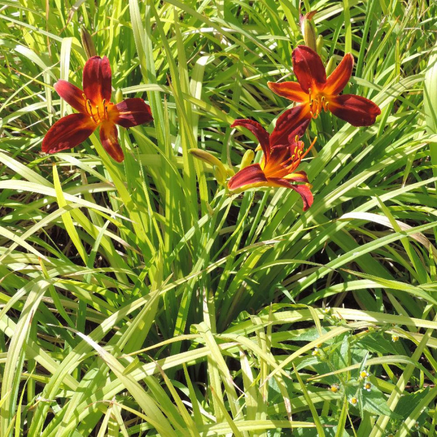 Plantes Vivaces HEMEROCALLIS 'Sammy Russell' - Hémérocalle en vente - Lis d'un jour en vente - Pépinière Lepage .