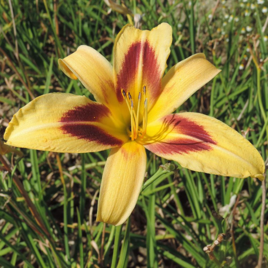 Plantes Vivaces HEMEROCALLIS 'Spectacular' - Hémérocalle en vente - Lis d'un jour en vente - Pépinière Lepage .