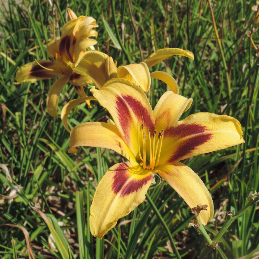 Plantes Vivaces HEMEROCALLIS 'Spectacular' - Hémérocalle en vente - Lis d'un jour en vente - Pépinière Lepage .
