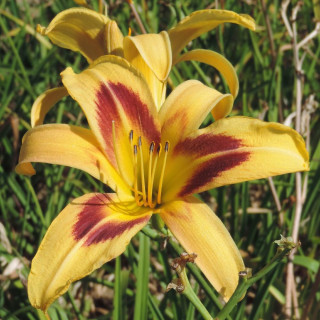 Plantes Vivaces HEMEROCALLIS 'Spectacular' - Hémérocalle en vente - Lis d'un jour en vente - Pépinière Lepage .