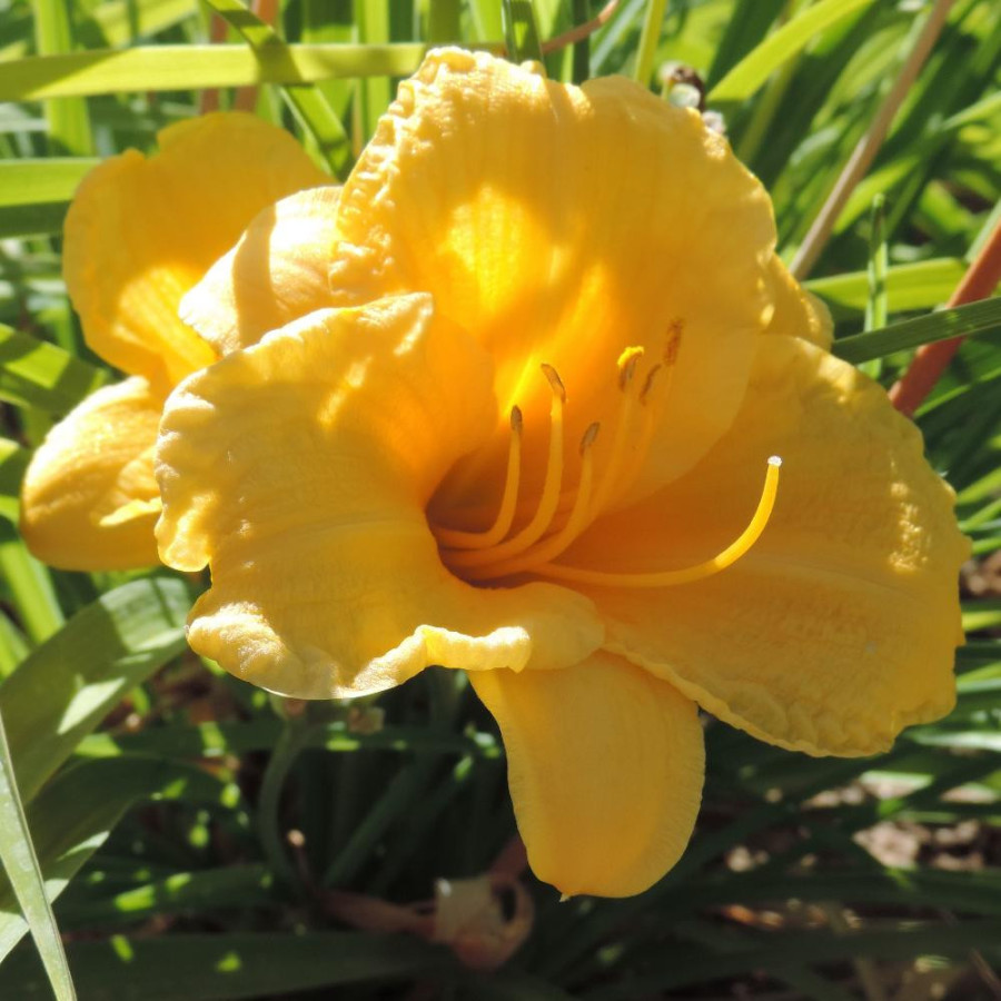 Plantes Vivaces HEMEROCALLIS 'Stella de Oro' - Hémérocalle en vente - Lis d'un jour en vente - Pépinière Lepage .