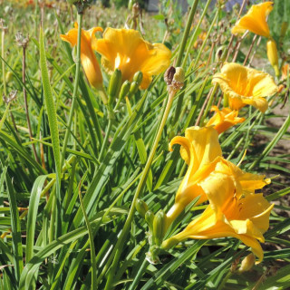 Plantes Vivaces HEMEROCALLIS 'Stella de Oro' - Hémérocalle en vente - Lis d'un jour en vente - Pépinière Lepage .