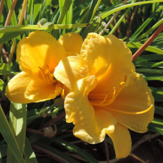 Plantes Vivaces HEMEROCALLIS 'Stella de Oro' - Hémérocalle en vente - Lis d'un jour en vente - Pépinière Lepage .