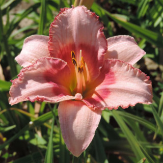 HEMEROCALLIS 'Strawberry Fields Forever'