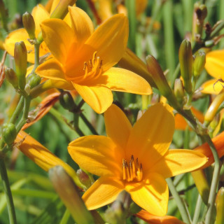 Plantes Vivaces HEMEROCALLIS 'Thumbelina' - Hémérocalle en vente - Lis d'un jour en vente - Pépinière Lepage .