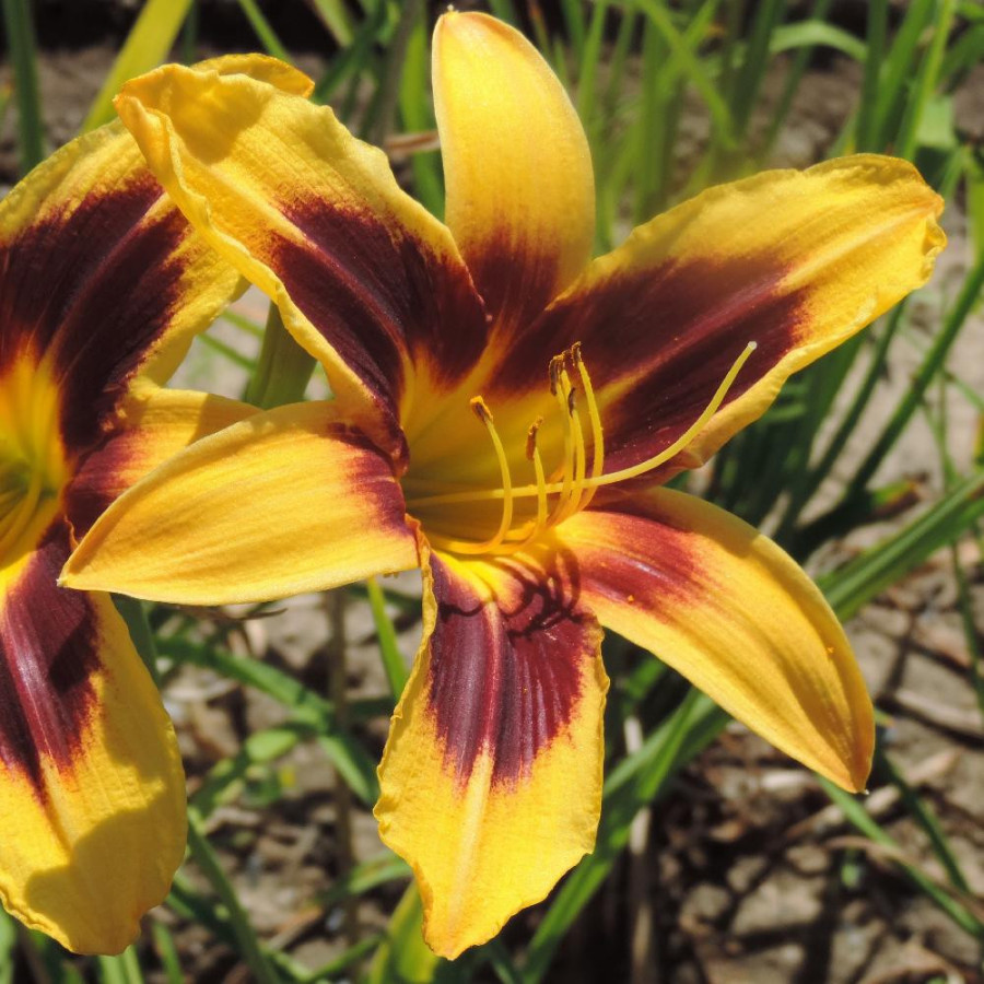 Plantes Vivaces HEMEROCALLIS 'Wideyed' - Hémérocalle en vente - Lis d'un jour en vente - Pépinière Lepage .
