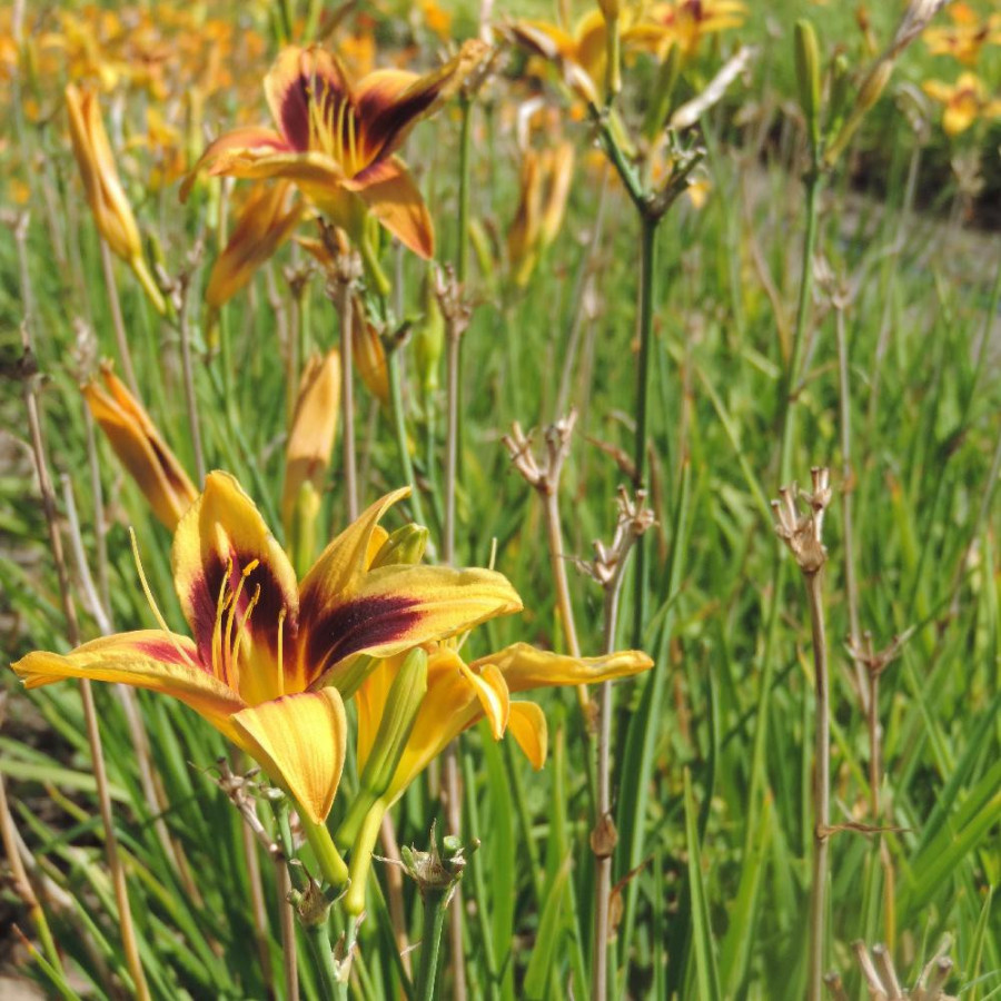 Plantes Vivaces HEMEROCALLIS 'Wideyed' - Hémérocalle en vente - Lis d'un jour en vente - Pépinière Lepage .