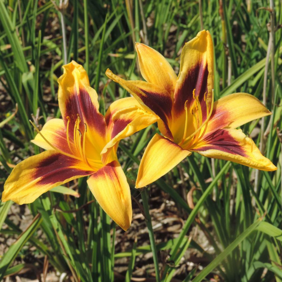 Plantes Vivaces HEMEROCALLIS 'Wideyed' - Hémérocalle en vente - Lis d'un jour en vente - Pépinière Lepage .