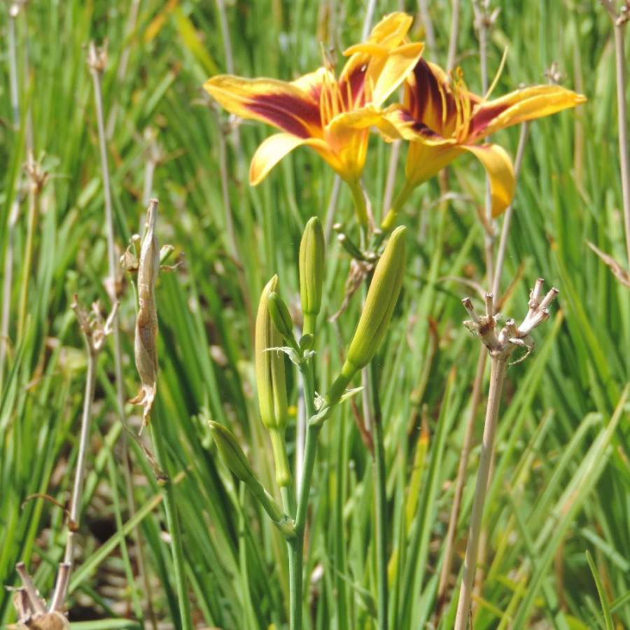 Plantes Vivaces HEMEROCALLIS 'Wideyed' - Hémérocalle en vente - Lis d'un jour en vente - Pépinière Lepage .