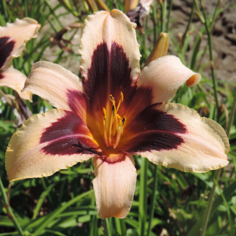Plantes Vivaces HEMEROCALLIS 'Wild Horses' - Hémérocalle en vente - Lis d'un jour en vente - Pépinière Lepage .