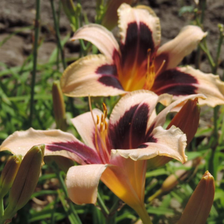Plantes Vivaces HEMEROCALLIS 'Wild Horses' - Hémérocalle en vente - Lis d'un jour en vente - Pépinière Lepage .