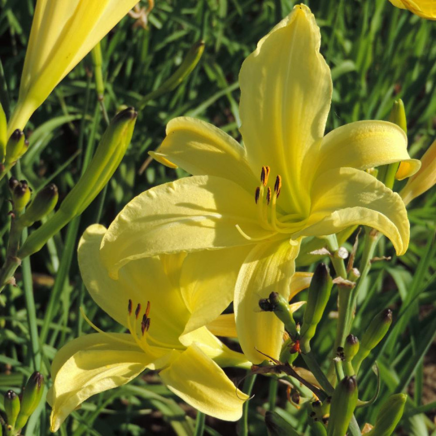 Plantes Vivaces HEMEROCALLIS citrina - Hémérocalle en vente - Lis d'un jour en vente - Pépinière Lepage .