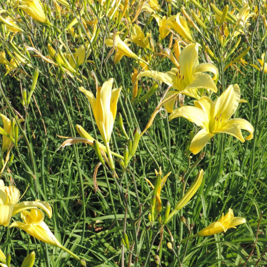 Plantes Vivaces HEMEROCALLIS citrina - Hémérocalle en vente - Lis d'un jour en vente - Pépinière Lepage .