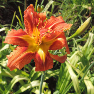 Plantes Vivaces HEMEROCALLIS fulva 'Flore Pleno' - Hémérocalle en vente - Lis d'un jour en vente - Pépinière Lepage .