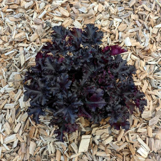 HEUCHERA 'Black Taffeta'