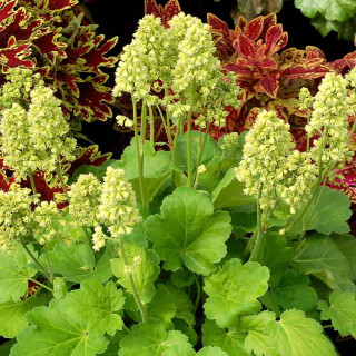 Plantes Vivaces HEUCHERA 'Blondie in Lime' (Little Cutie Series) ® - Heuchère en vente - Pépinière Lepage .