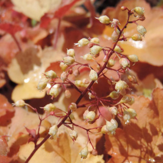 Plantes Vivaces HEUCHERA 'Caramel' ® - Heuchère en vente - Pépinière Lepage .