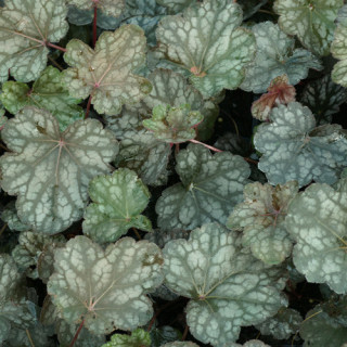 Plantes Vivaces HEUCHERA 'Cascade Dawn' - Heuchère en vente - Pépinière Lepage .