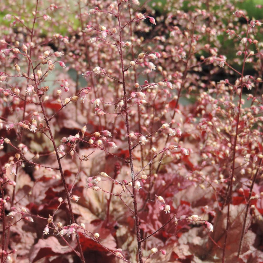 Plantes Vivaces HEUCHERA 'Coralberry' ® - Heuchère en vente - Pépinière Lepage .
