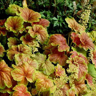 Plantes Vivaces HEUCHERA 'Delta Dawn' ® en vente - Pépinière Lepage .