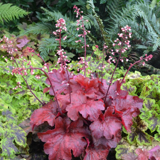 Plantes Vivaces HEUCHERA 'Fire Alarm' ® - Heuchère en vente - Pépinière Lepage .