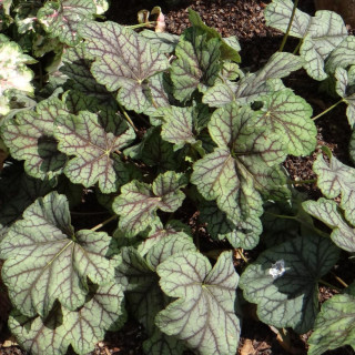 Plantes Vivaces HEUCHERA 'Green Spice' - Heuchère en vente - Pépinière Lepage .