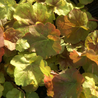 Plantes Vivaces HEUCHERA 'Miracle' ® - Heuchère en vente - Pépinière Lepage .