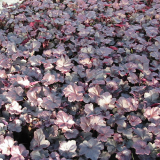 Plantes Vivaces HEUCHERA 'Obsidian' ® - Heuchère en vente - Pépinière Lepage .