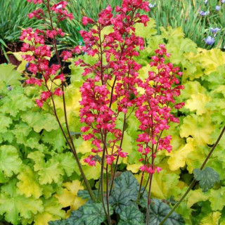 Plantes Vivaces HEUCHERA 'Paris' ® - Heuchère en vente - Pépinière Lepage .