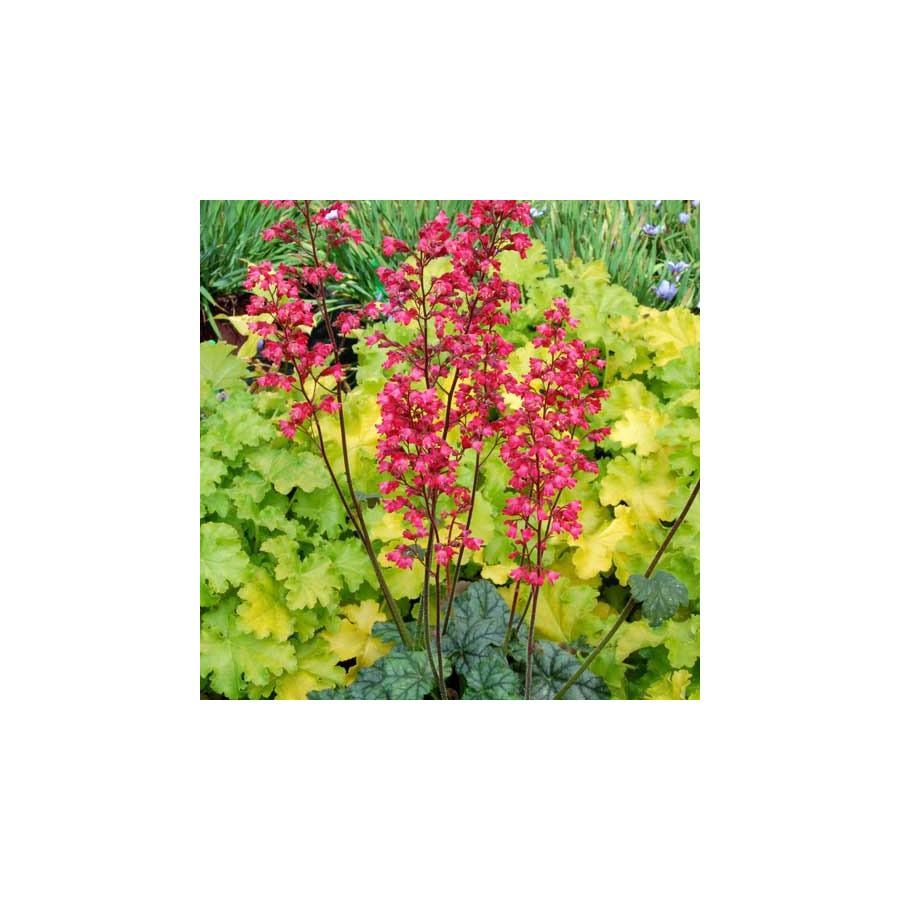 Plantes Vivaces HEUCHERA 'Paris' ® - Heuchère en vente - Pépinière Lepage .