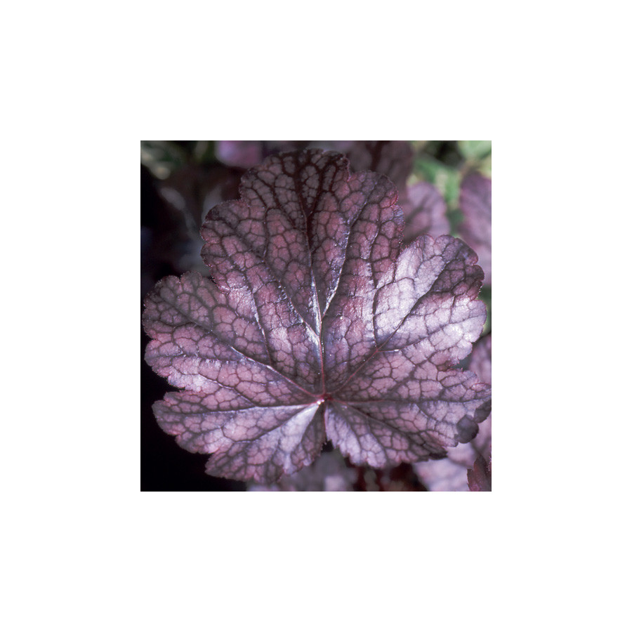 Plantes Vivaces HEUCHERA 'Plum Pudding' ® - Heuchère en vente - Pépinière Lepage .