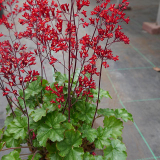 Plantes Vivaces HEUCHERA 'Princess Alice' - Heuchère en vente - Pépinière Lepage .