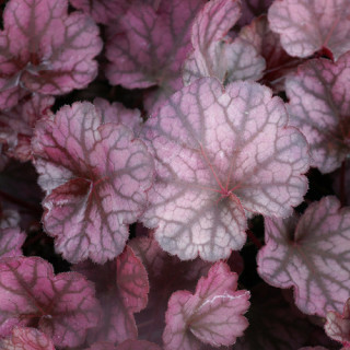 Plantes Vivaces HEUCHERA 'Silver Lord' - Heuchère en vente - Pépinière Lepage .