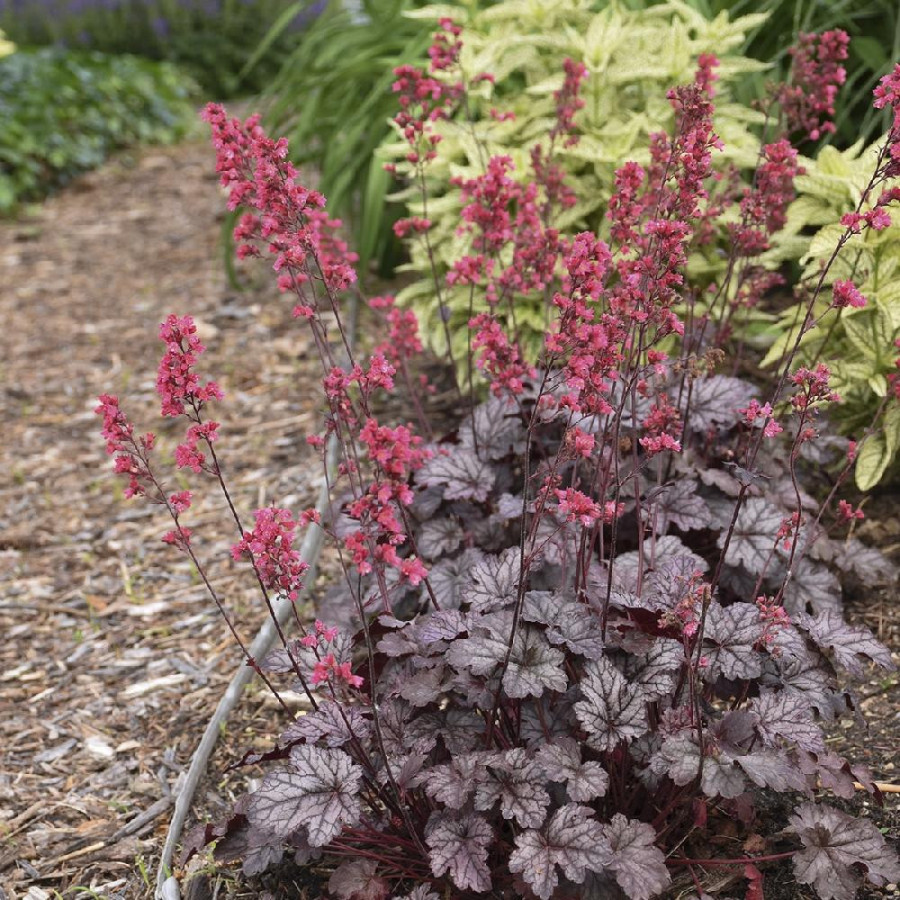 HEUCHERA 'Timeless Treasure' ®