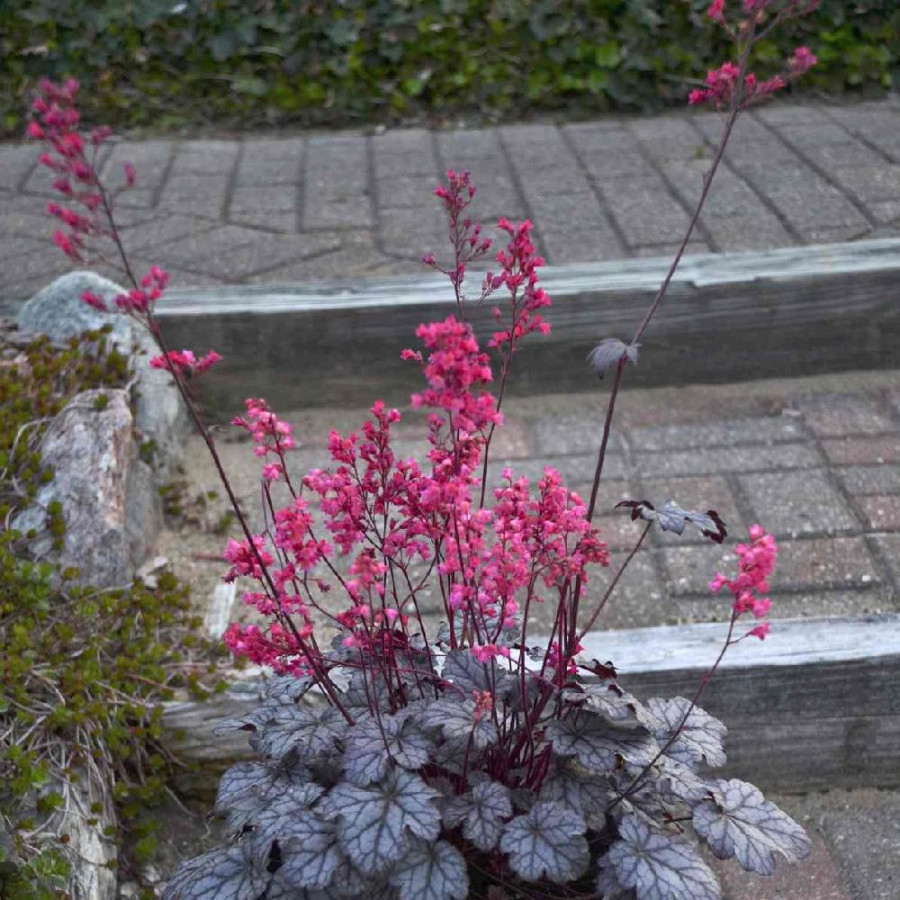 HEUCHERA 'Timeless Treasure' ®