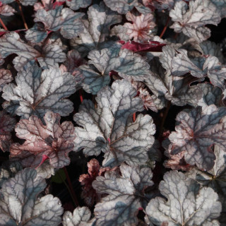 HEUCHERA 'Timeless Treasure' ®