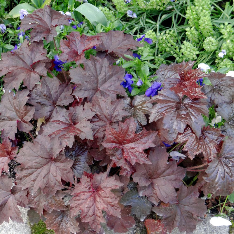 Plantes Vivaces HEUCHERA micrantha 'Palace Purple' - Heuchère en vente - Pépinière Lepage .
