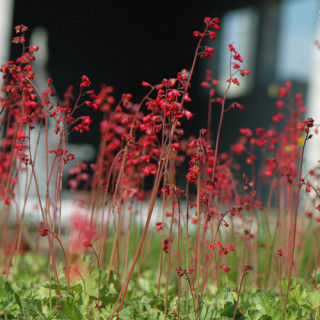 Plantes Vivaces HEUCHERA sanguinea 'Leuchtkäfer' - Heuchère en vente - Pépinière Lepage .