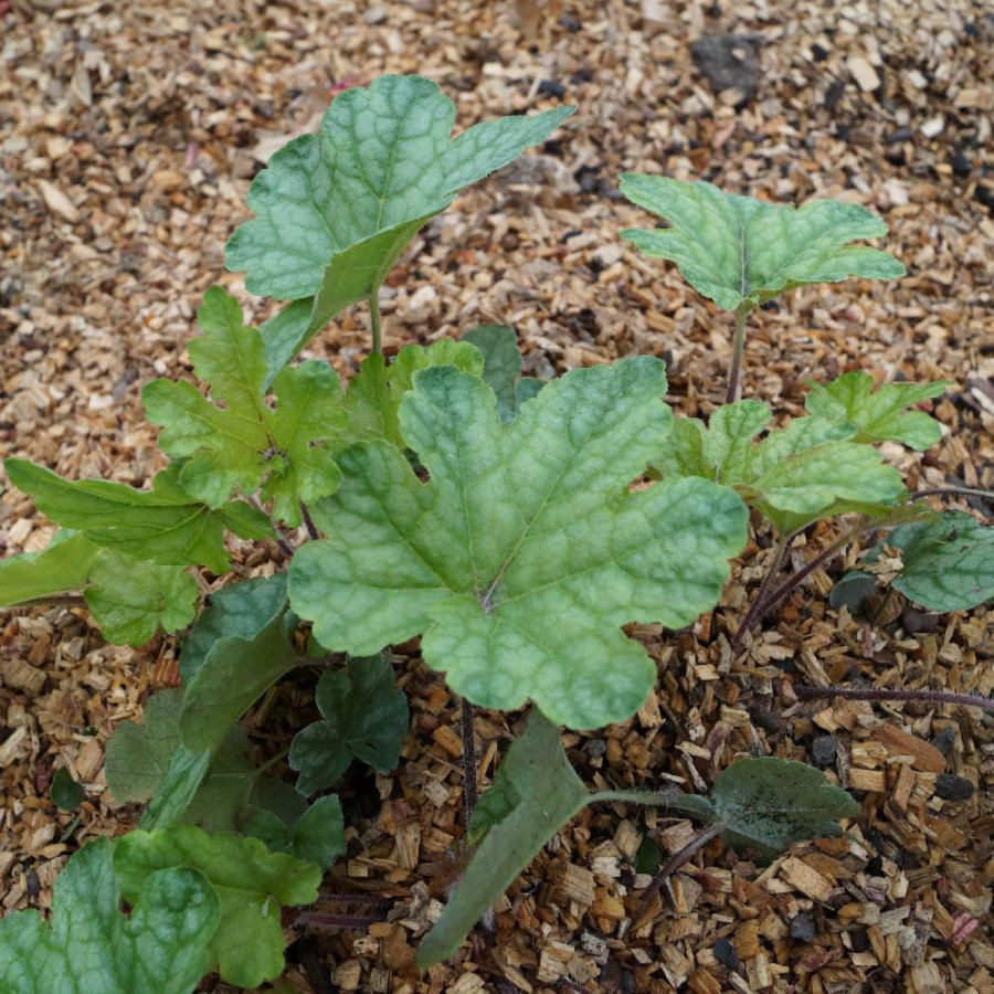 Plantes Vivaces HEUCHERELLA 'Kimono' ® en vente - Pépinière Lepage .