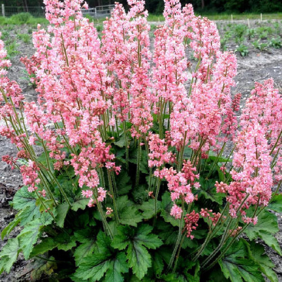 Plantes Vivaces HEUCHERELLA 'Pink Revolution' ® en vente - Pépinière Lepage .