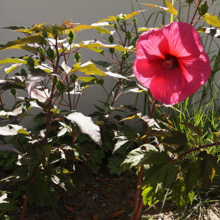 HIBISCUS moscheutos 'Planet Griotte' ®